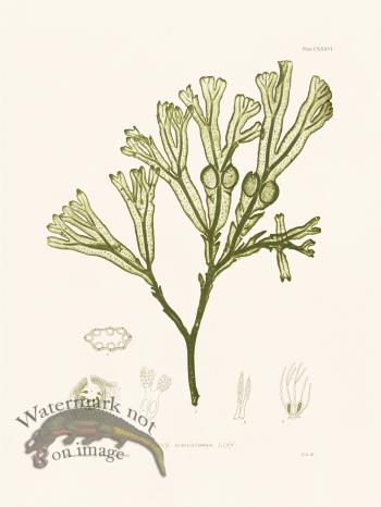 Bradbury Seaweed 136